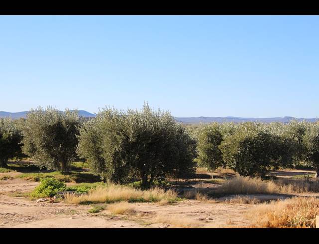 15HA FARM FOR SALE IN PRINCE ALBERT RURAL